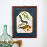 Exotic bird duo setting