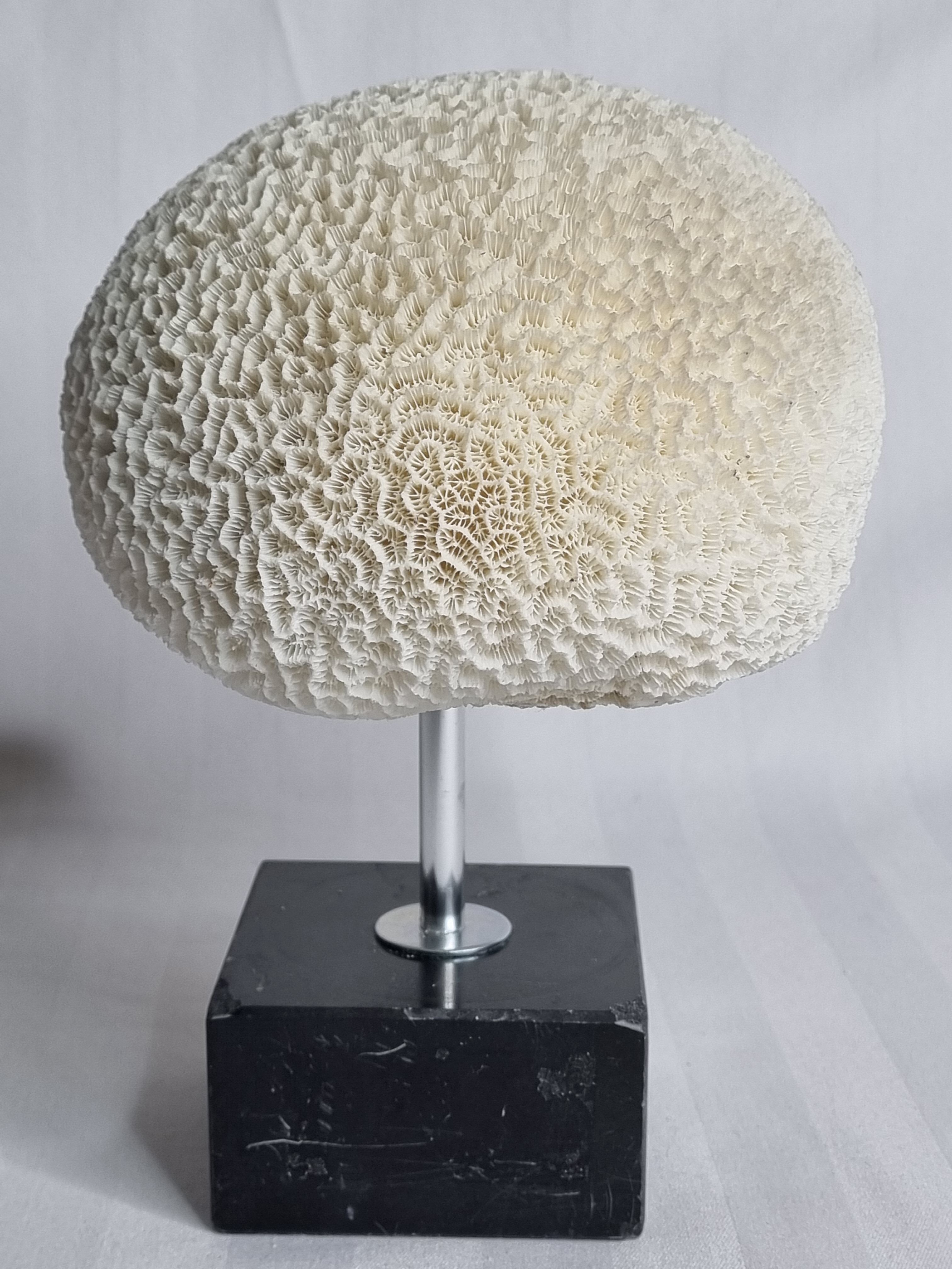 Ancient coral "brain" Diploria labyrinthiformis on base, 19 cm