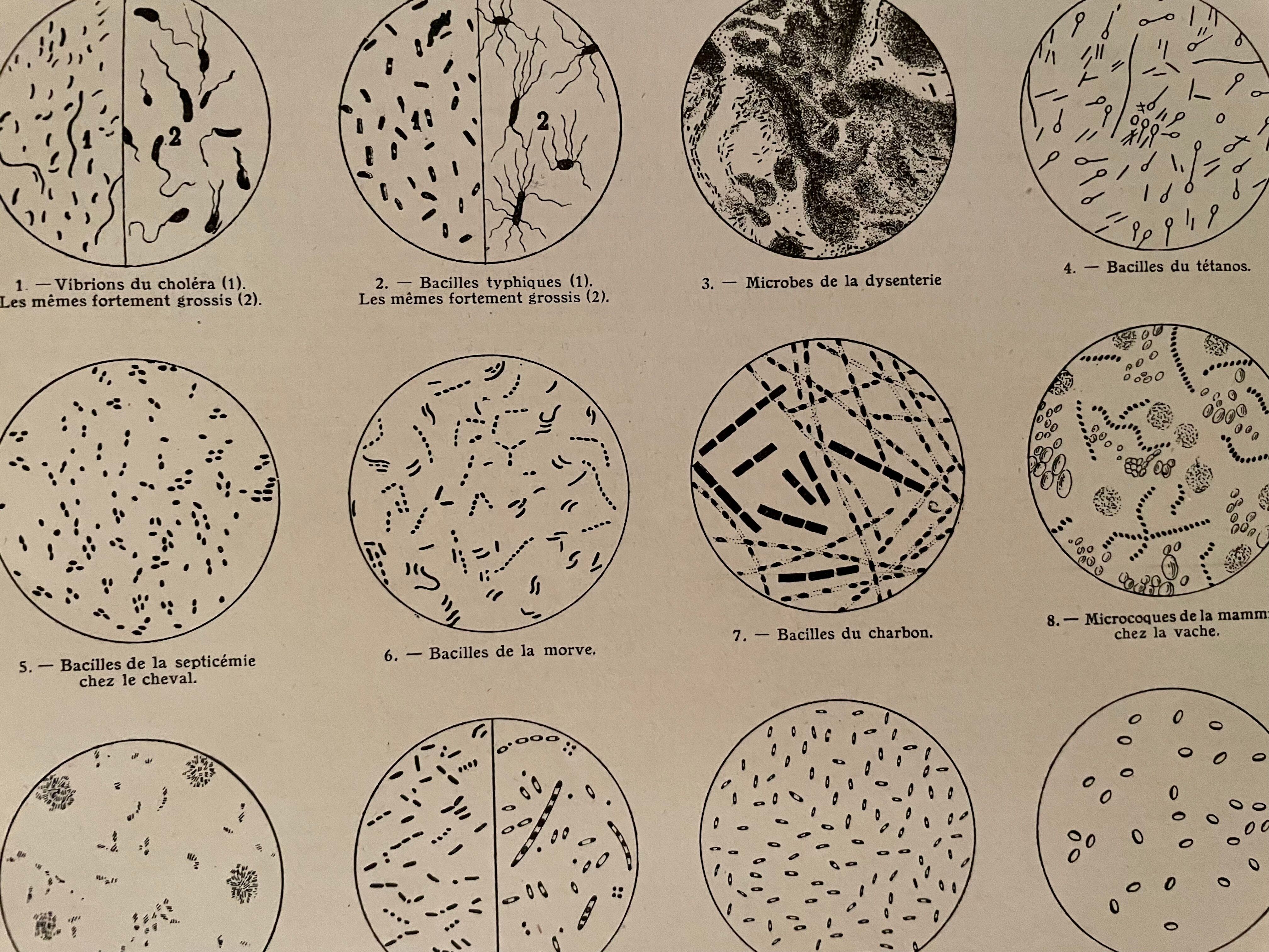 Lithograph on microbes from 1921