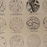 Lithograph on microbes from 1921