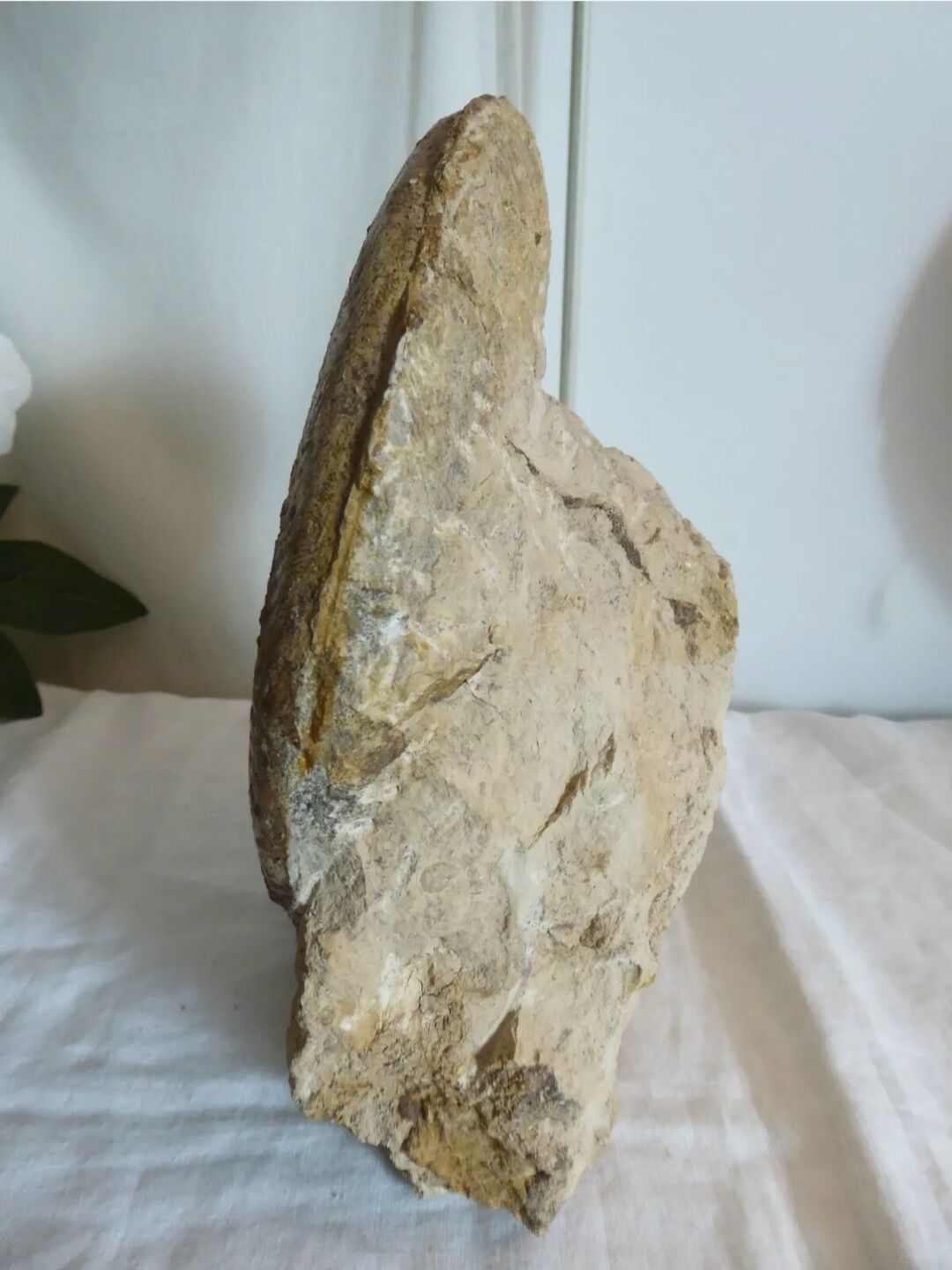 Fossil ammonite curiosity cabinet