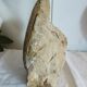 Fossil ammonite curiosity cabinet