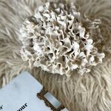 Corail ancien