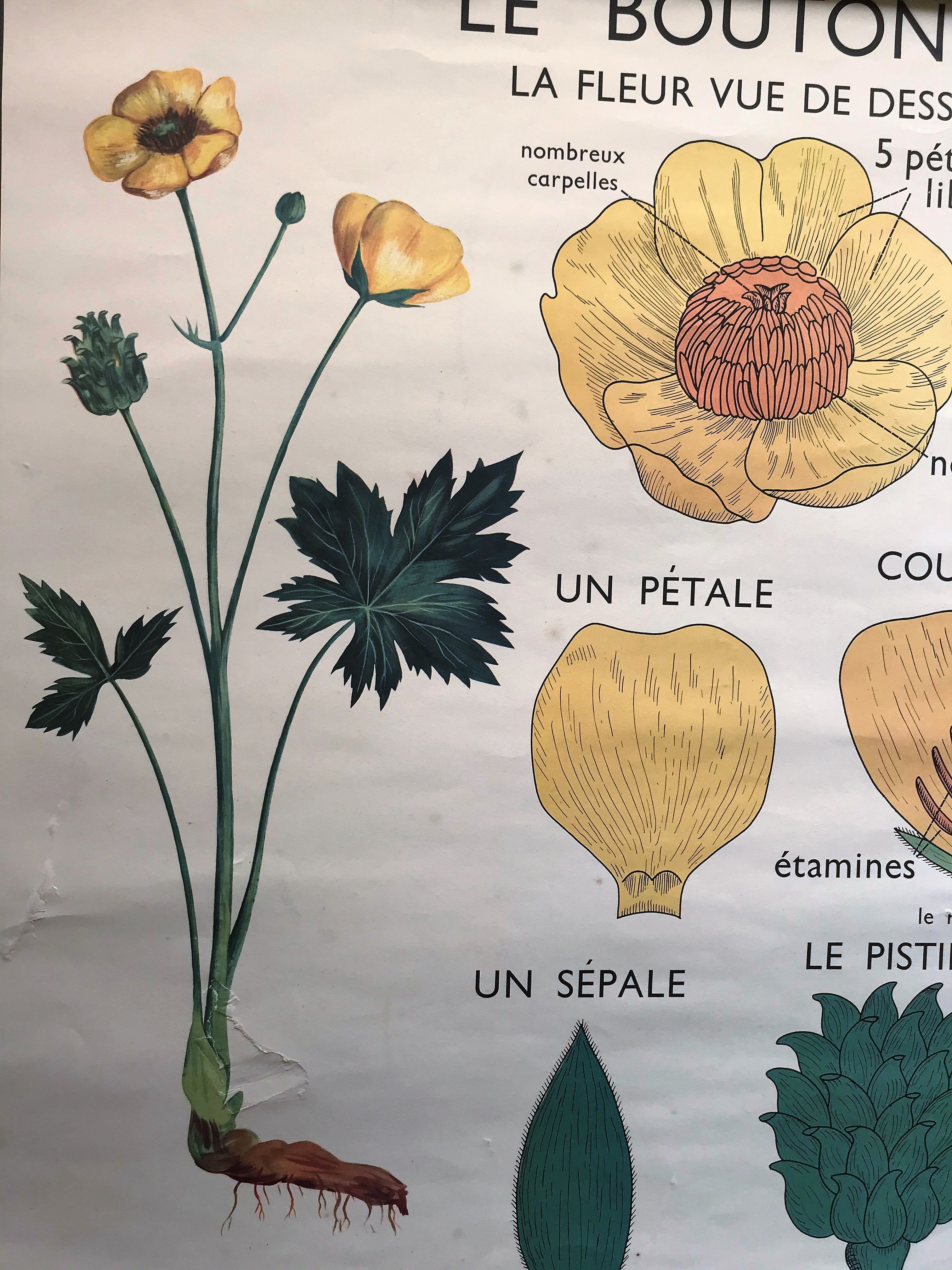 Old school poster edition Rossignol double botanical face