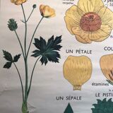 Old school poster edition Rossignol double botanical face