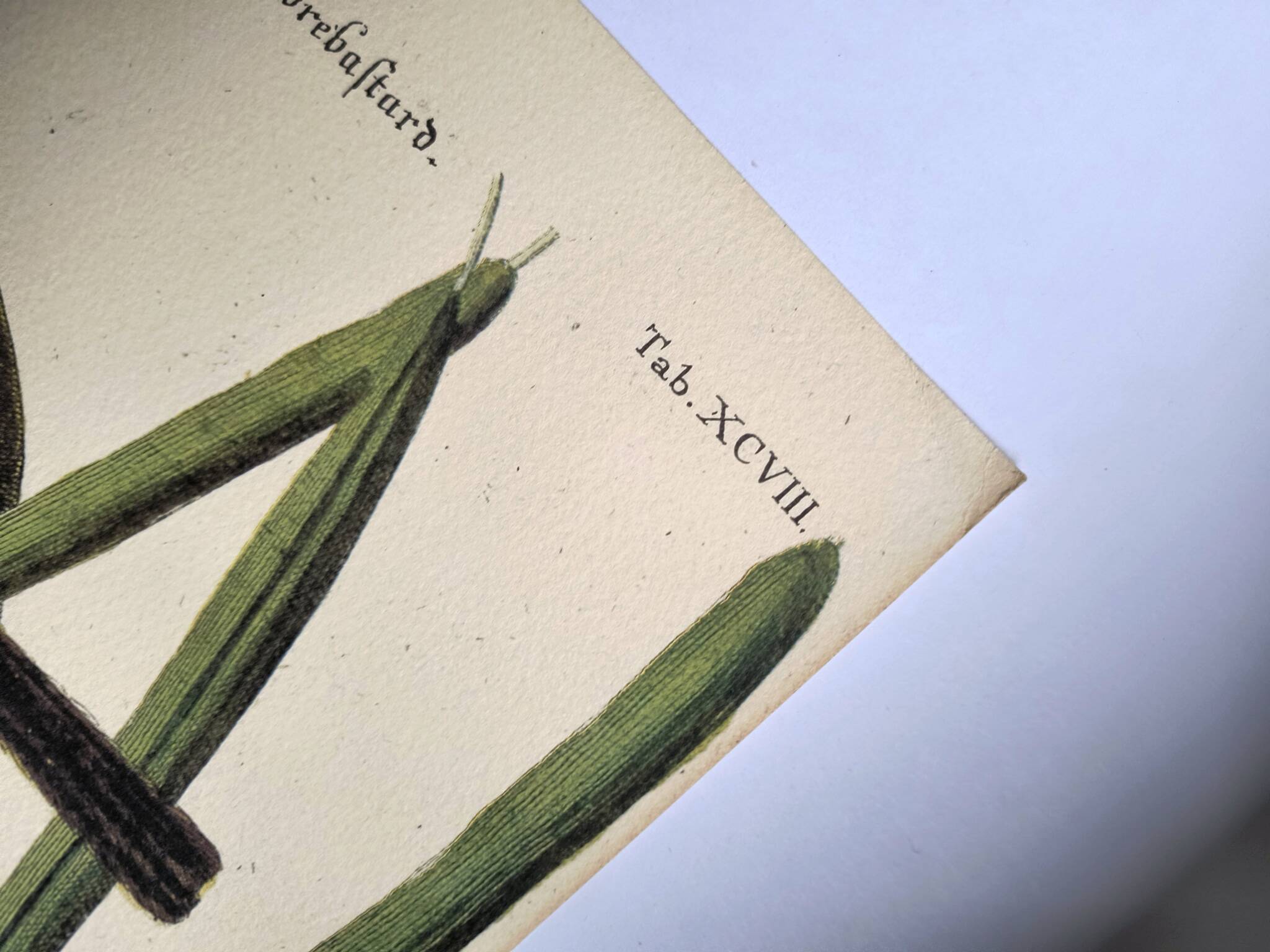 Antique bird engraving - Baltimore Bastard - Natural Seligmann plate