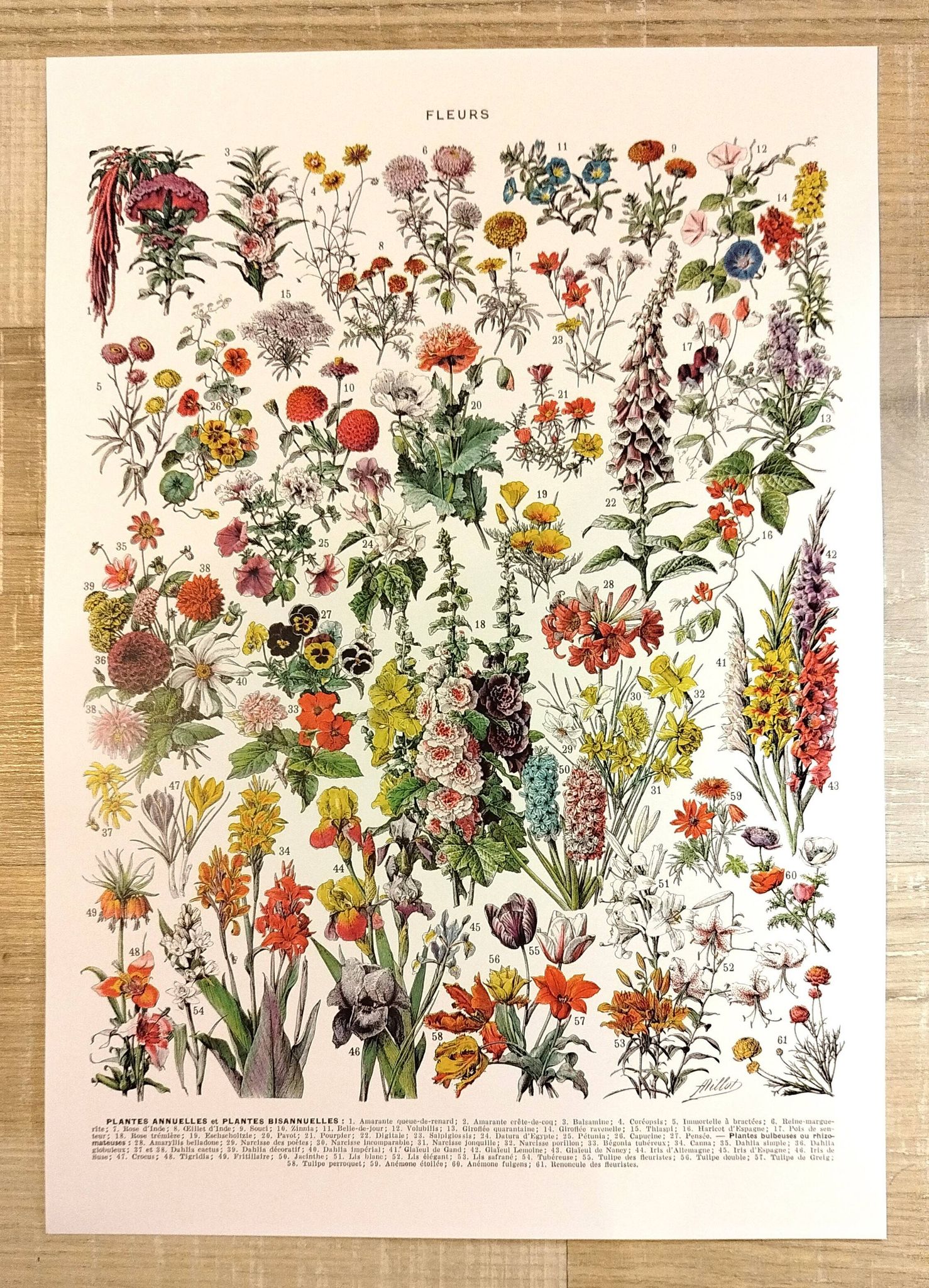 Affiche sur les fleurs "amarante", d'après une lithographie de 1928