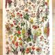 Affiche sur les fleurs "amarante", d'après une lithographie de 1928