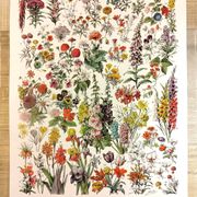 Affiche sur les fleurs "amarante", d'après une lithographie de 1928