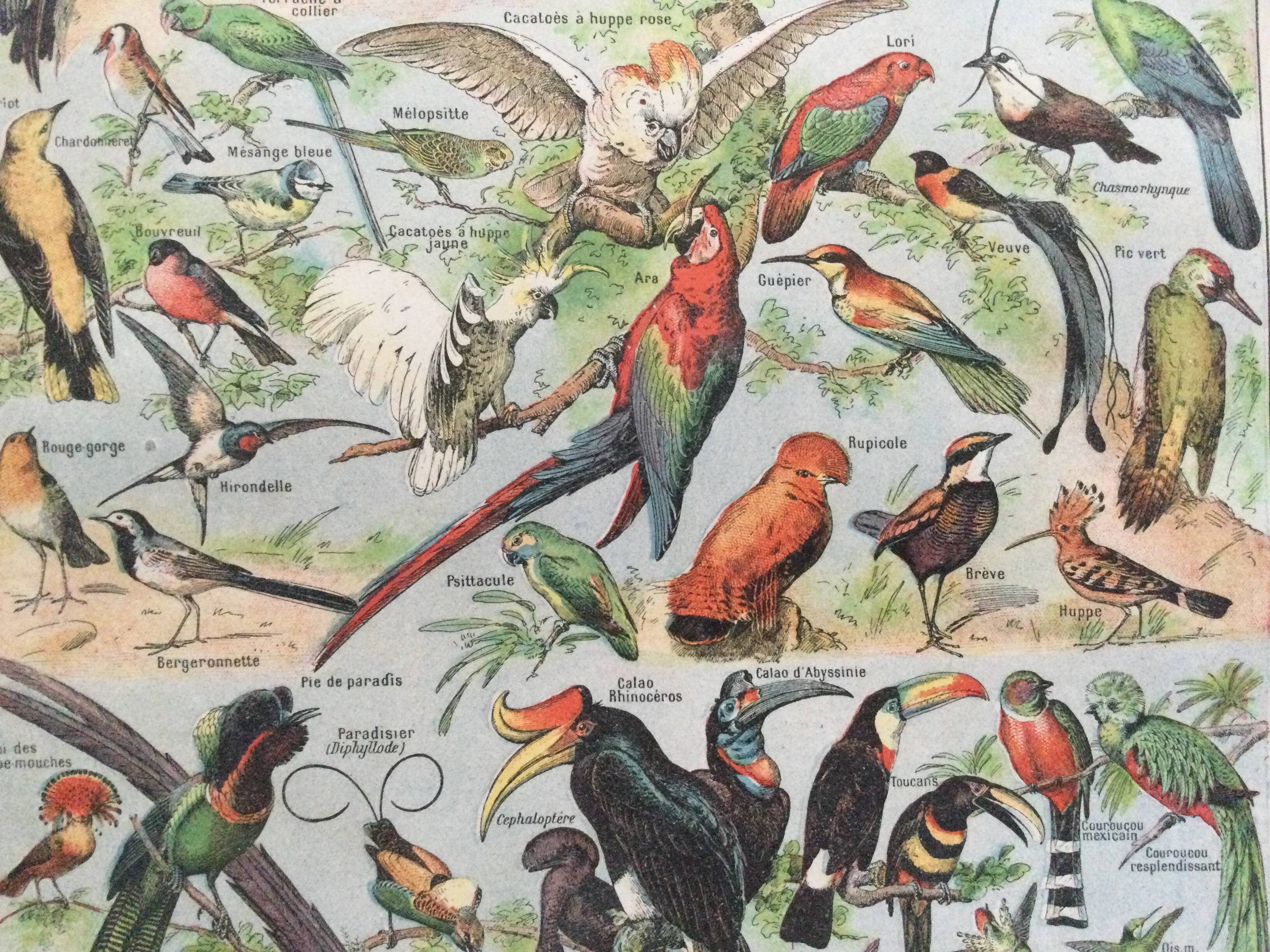 Zoological poster Birds - Vintage print 1912