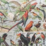 Zoological poster Birds - Vintage print 1912