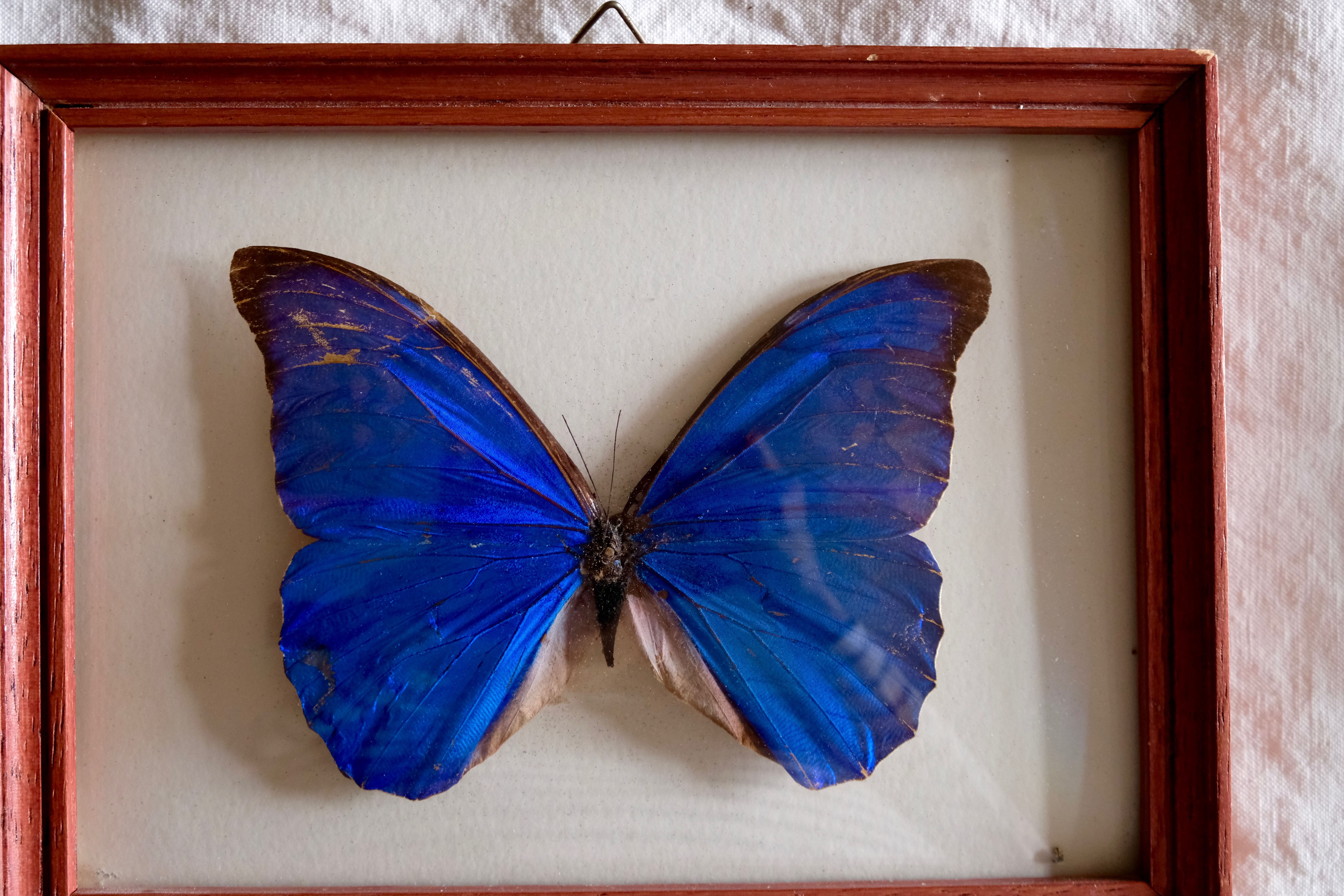 Naturalized Morpho Butterfly and framed bulging glass
