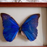 Naturalized Morpho Butterfly and framed bulging glass