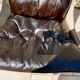 Pair of Scandinavian armchairs, Falcon by Sigurd Ressel from the 1970s, edited.