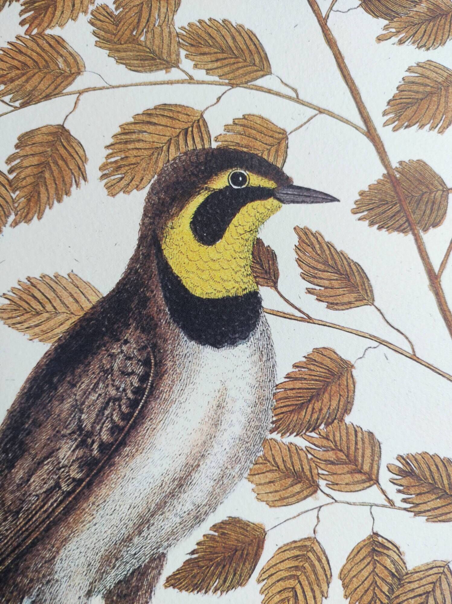 Old bird engraving -L'Allouette- Vintage zoological board from 1973 by Seligmann & Catesby
