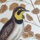 Old bird engraving -L'Allouette- Vintage zoological board from 1973 by Seligmann & Catesby