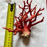 Red coral