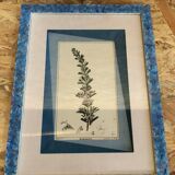 Old botanical board romarin