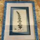 Old botanical board romarin