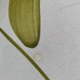 Large vintage Italian plate – hand-painted floral decoration – Primula,