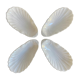 Antique porcelain cups scallops