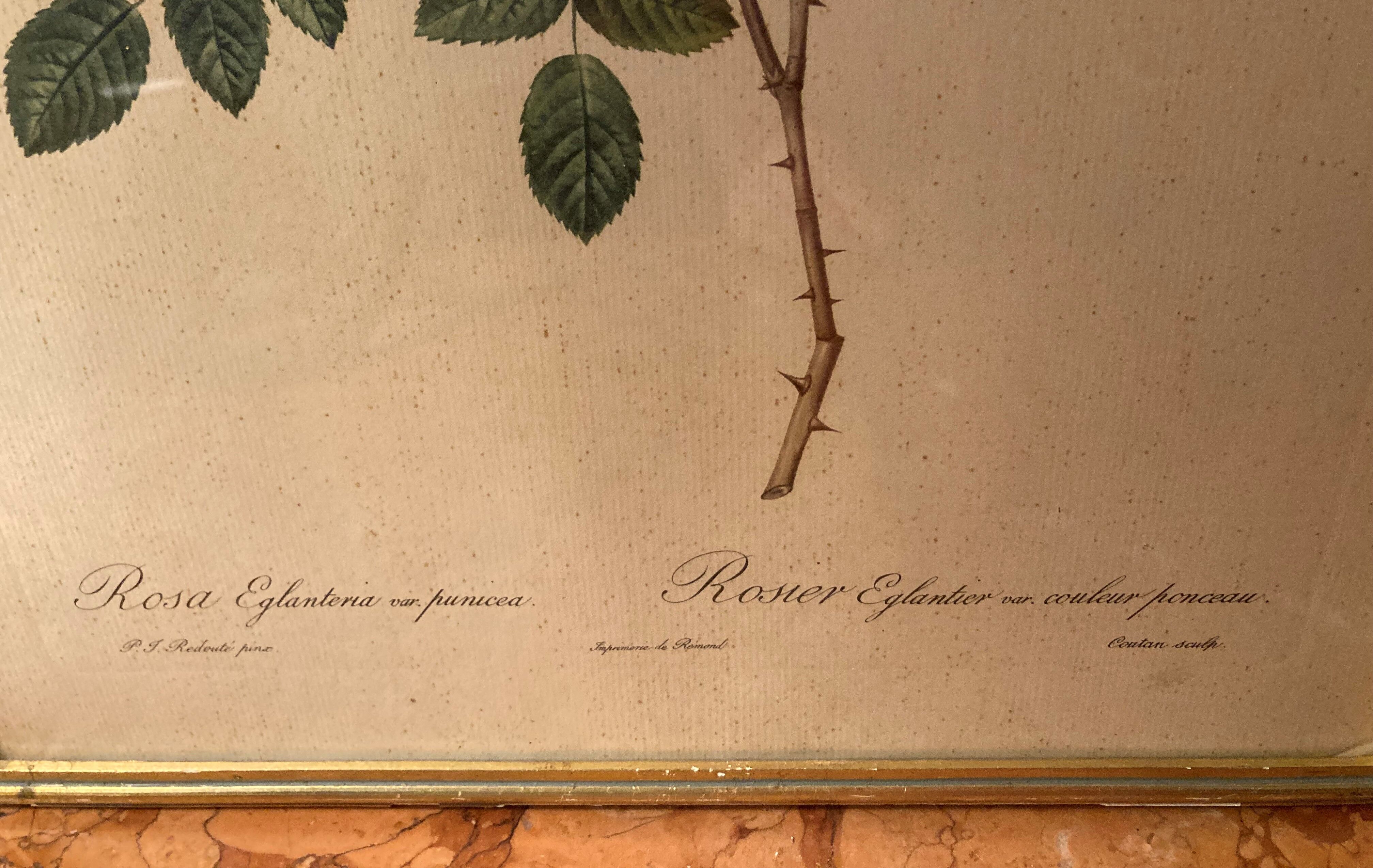 Set of two lithographs Rose Redfearé