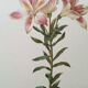 Vintage illustration of Alstroemeria, 1960s vintage impression.