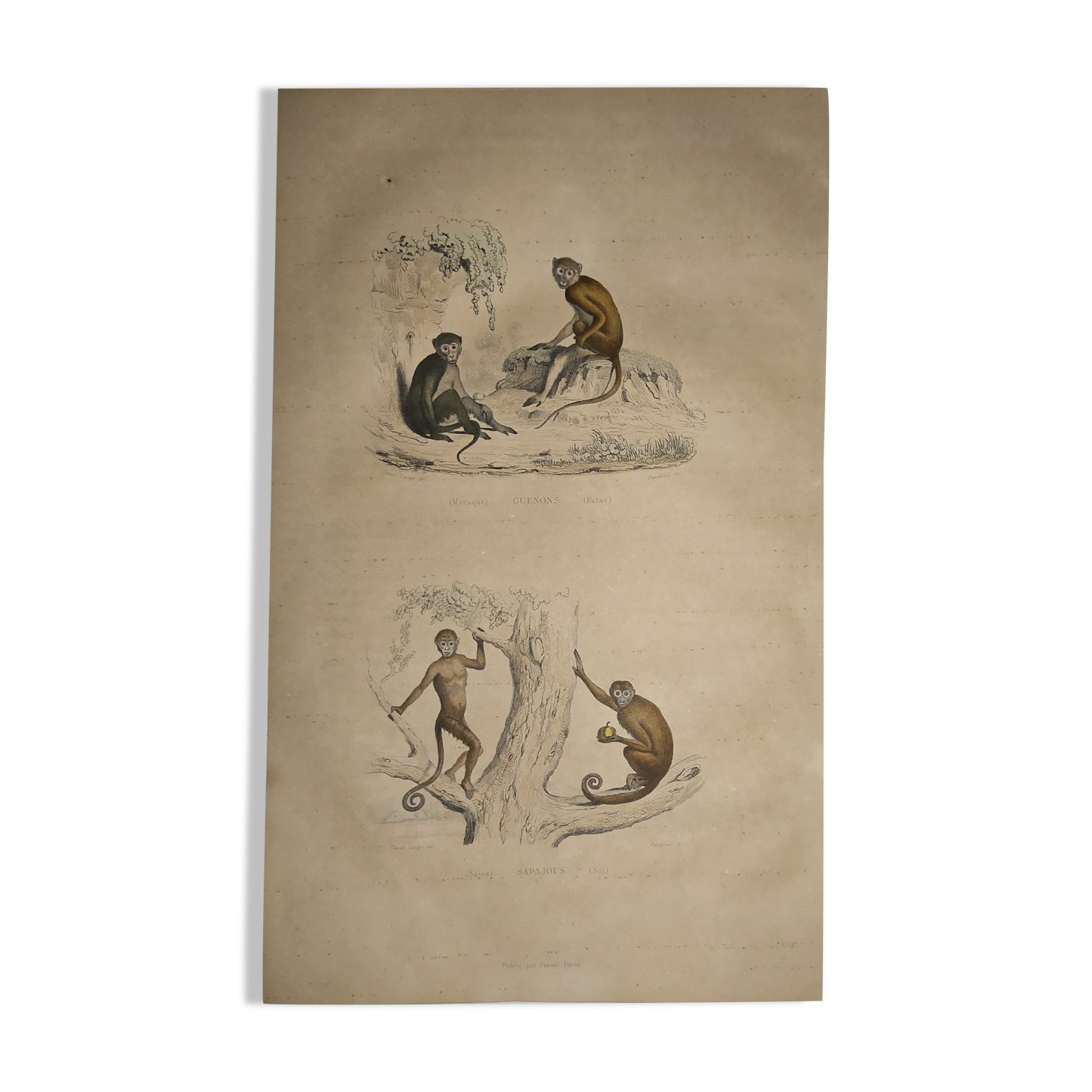 Planche zoologique originale de 1839