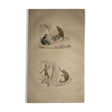 Original zoological plate of 1839