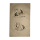 Original zoological plate of 1839