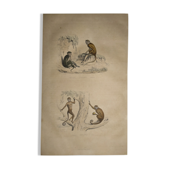 Planche zoologique originale de 1839