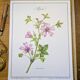 Printed in 1986, the Mauve. Vintage Botany.