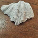 Empty pocket shell