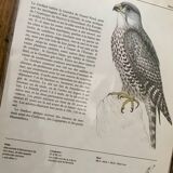 Raptor illustrations