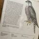 Illustrations rapaces