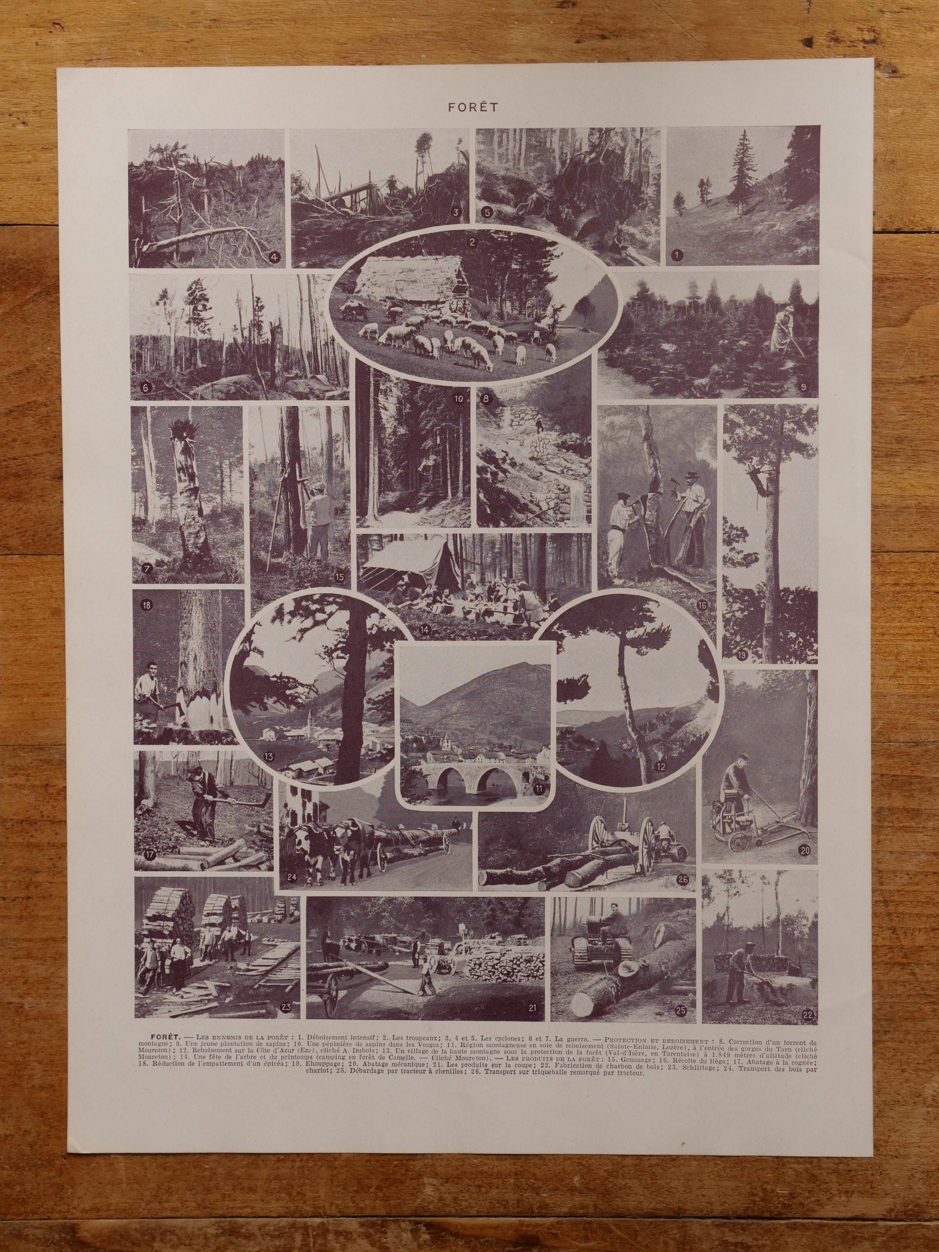 Original lithographs on forest and forest trees