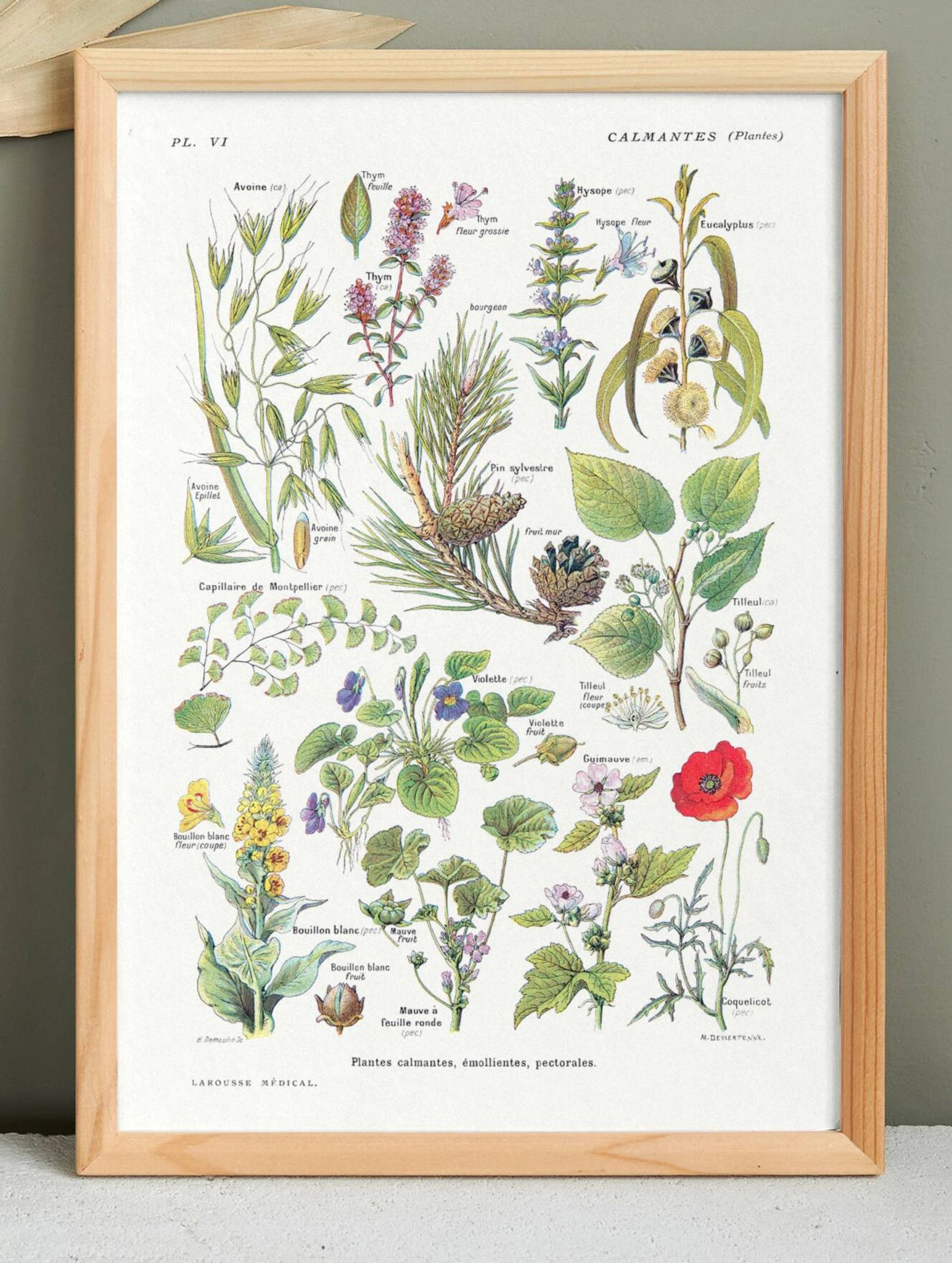Affiche sur les plantes calmantes, d'après une lithographie de 1928