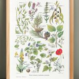 Poster on calming plants, based on a 1928 lithograph