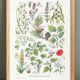 Poster on calming plants, based on a 1928 lithograph
