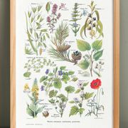 Affiche sur les plantes calmantes, d'après une lithographie de 1928