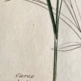 Trio of botanical plates, Ed London 1809