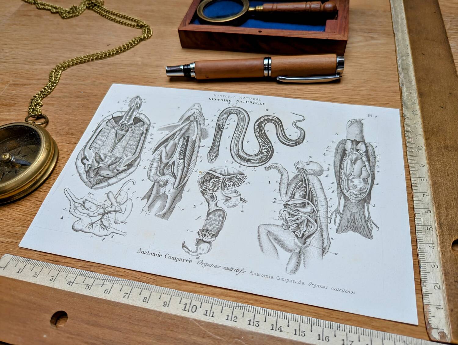 Printed in 1851, Zoological Poster.