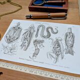 Printed in 1851, Zoological Poster.