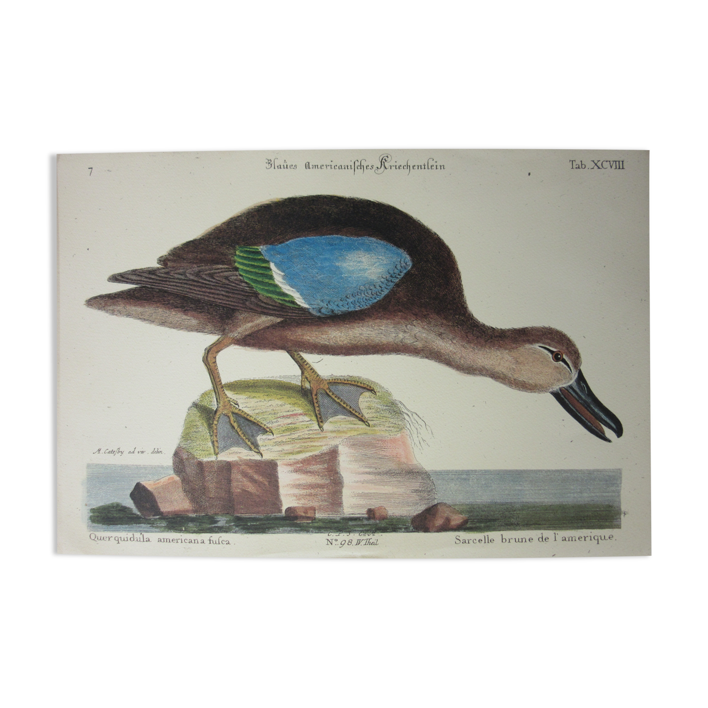 Engraving bird, brown teal, repro catesby