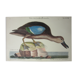 Engraving bird, brown teal, repro catesby