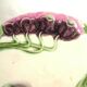 Art Nouveau plate in dabbling: purple poppies on 3 stems