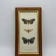 Butterflies lithograph frame