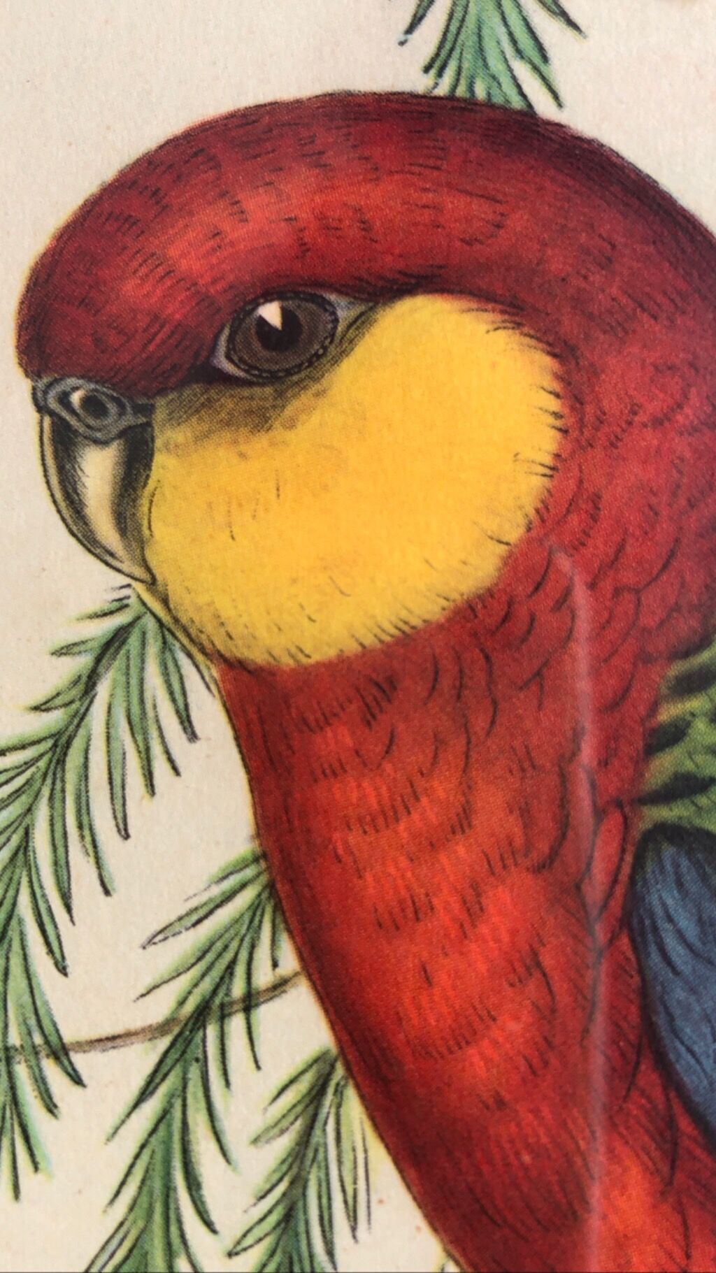 « Platycercus Icterotis » ornithological board  - J&L Gould