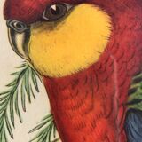 « Platycercus Icterotis » ornithological board  - J&L Gould