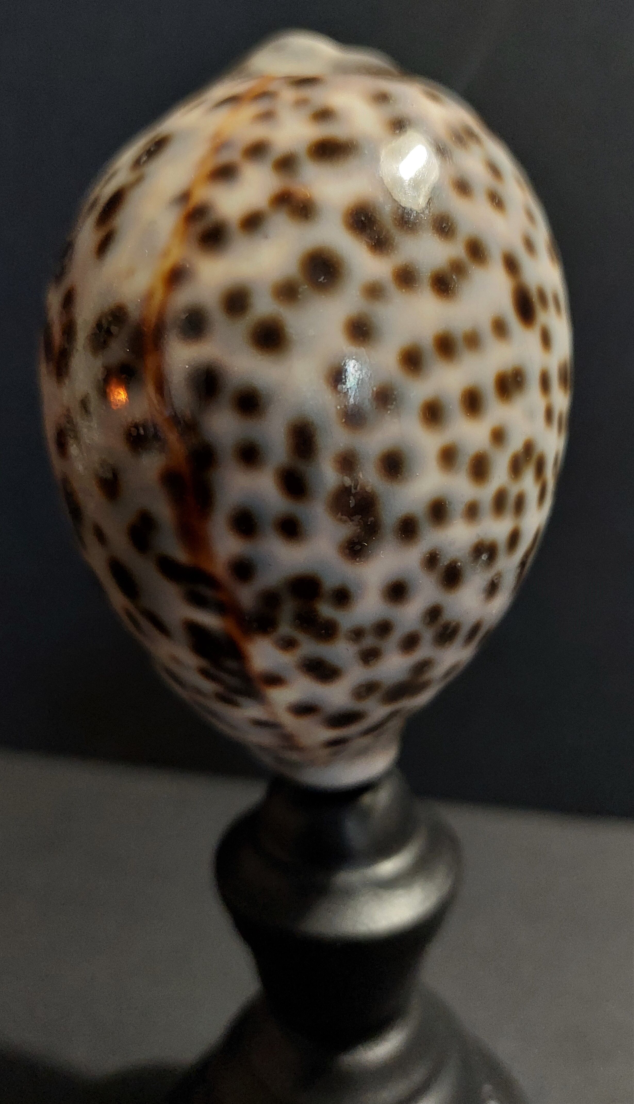 Cabinet of Curiosities shell cypraea tigris on base